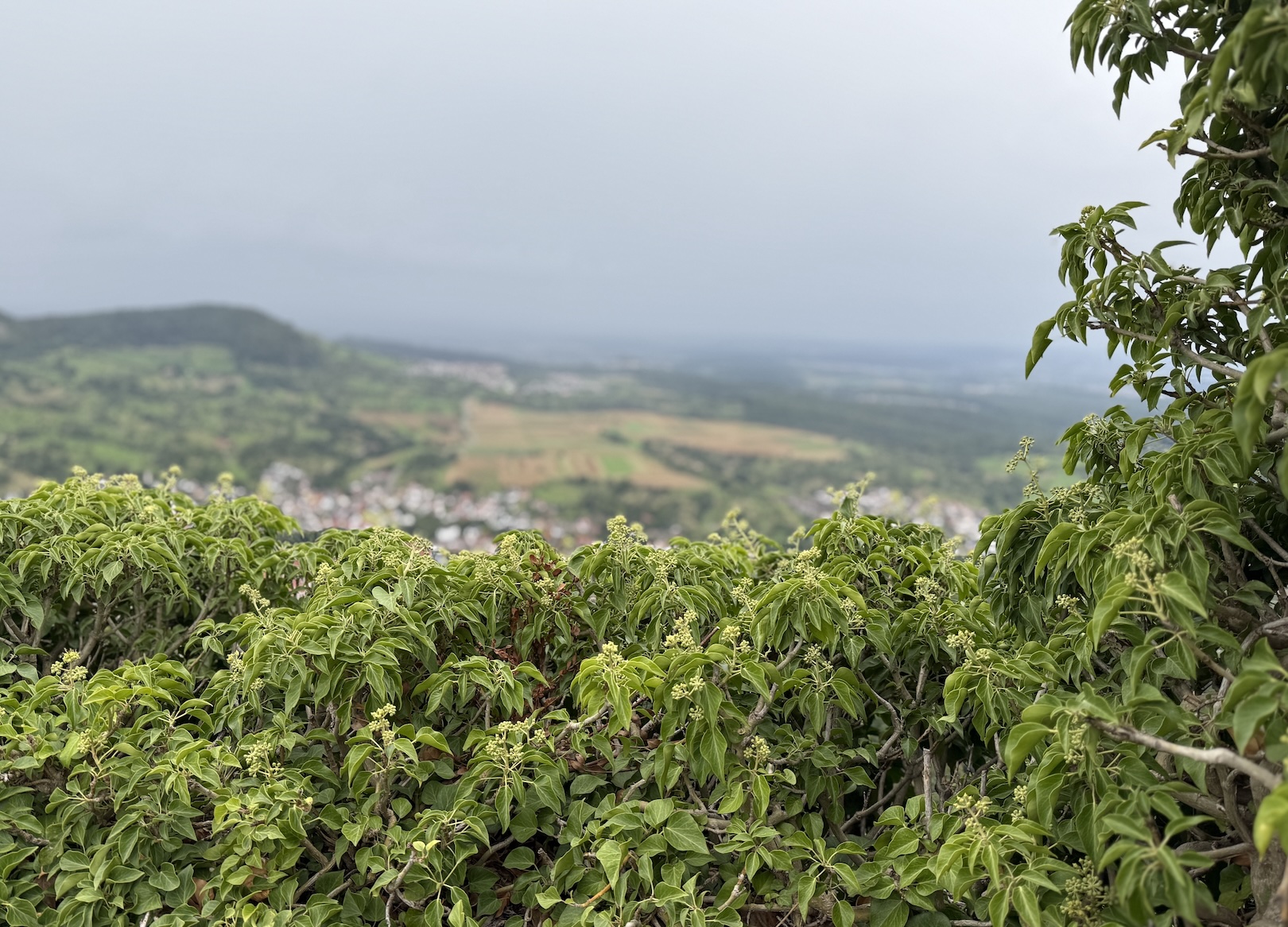 Aussicht Neuffen jpg